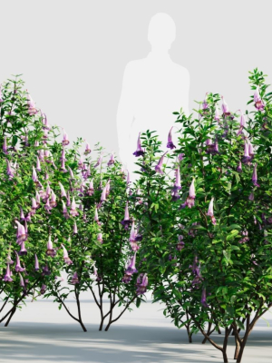 Lysionotus pauciflorus a