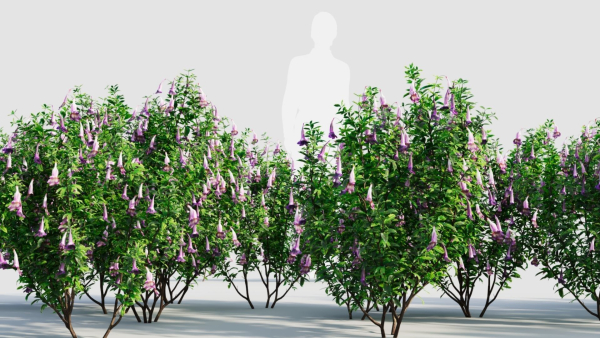 Lysionotus pauciflorus a