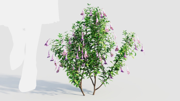Lysionotus pauciflorus a