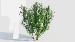 Lysionotus pauciflorus a