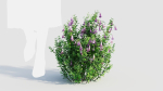 Lysionotus pauciflorus b