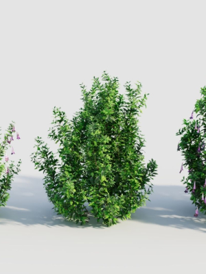 lysionotus-pauciflorus-b-3d-model-513fbb0d11