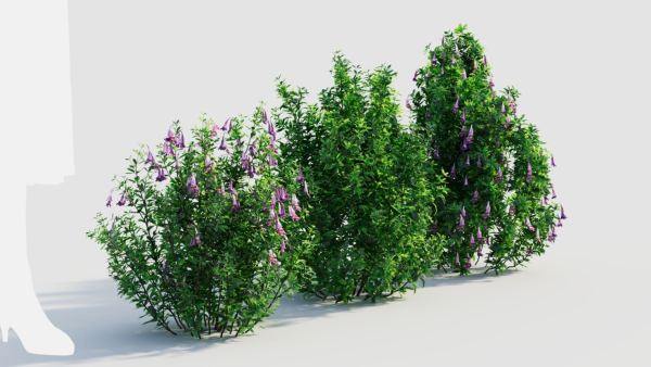 Lysionotus pauciflorus b