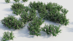 Lysionotus pauciflorus c