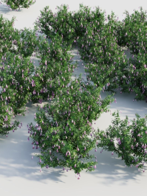 lysionotus-pauciflorus-c-3d-model-0cef8b6ebe