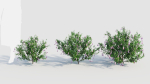 Lysionotus pauciflorus c