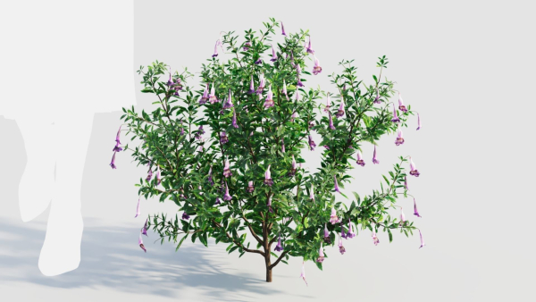 Lysionotus pauciflorus c