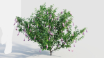 Lysionotus pauciflorus c