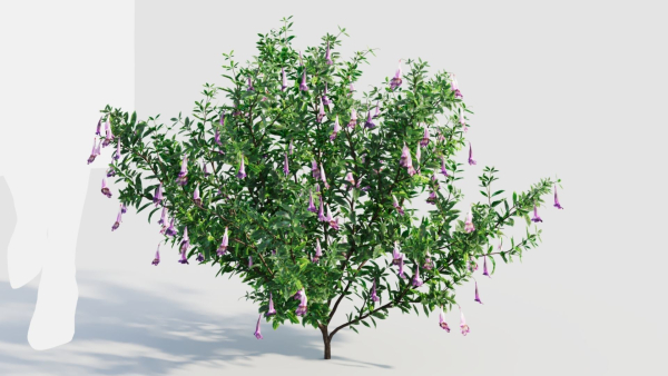 Lysionotus pauciflorus c
