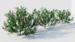 Lysionotus pauciflorus c