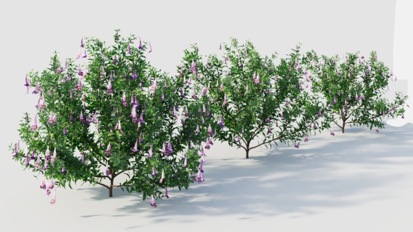 Lysionotus pauciflorus c