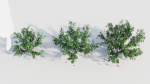 Lysionotus pauciflorus c