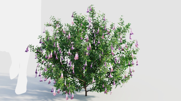 Lysionotus pauciflorus c