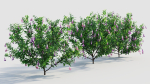 Lysionotus pauciflorus c
