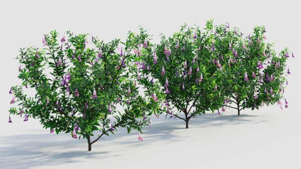Lysionotus pauciflorus c