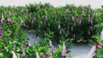Lysionotus pauciflorus d