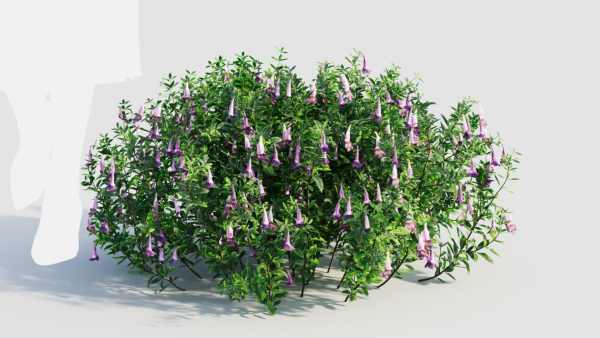 Lysionotus pauciflorus d