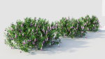Lysionotus pauciflorus d