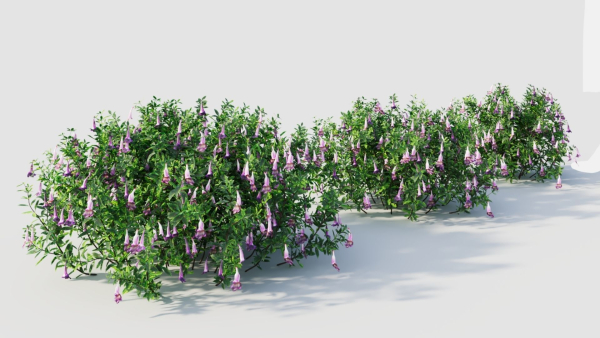 Lysionotus pauciflorus d