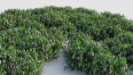 Lysionotus pauciflorus d