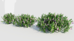 Lysionotus pauciflorus d