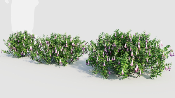 Lysionotus pauciflorus d