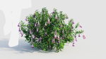 Lysionotus pauciflorus d
