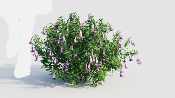 Lysionotus pauciflorus d