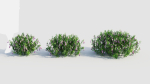 Lysionotus pauciflorus d