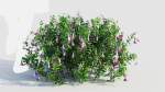 Lysionotus pauciflorus d