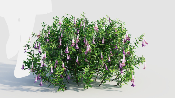 Lysionotus pauciflorus d