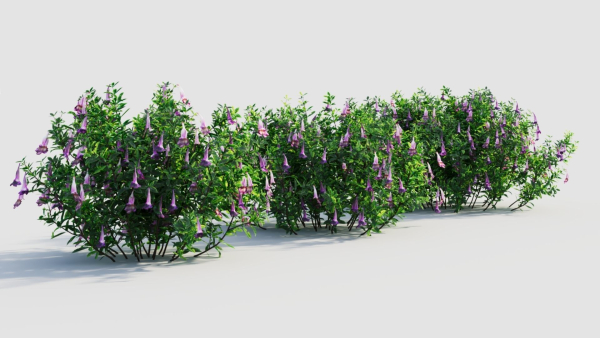 Lysionotus pauciflorus d