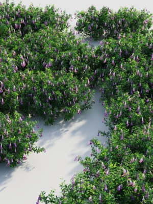 Lysionotus pauciflorus d