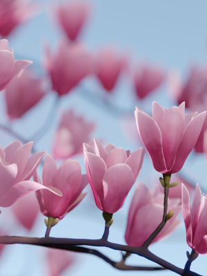 Magnolia 3D Model Low Poly