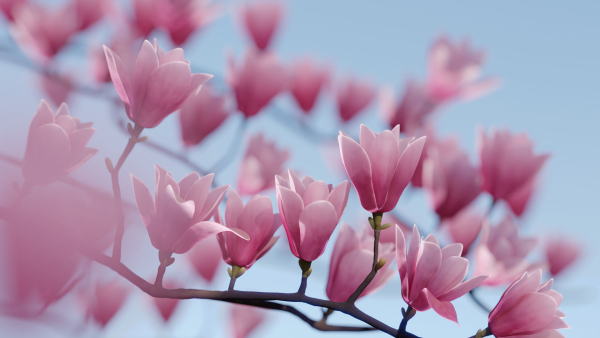 Magnolia 3D Model Low Poly