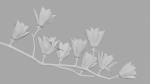 Magnolia 3D Model Low Poly