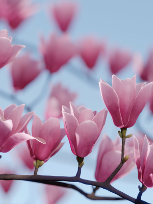 magnolia-3d-model-low-poly-3d-model-604db65cf7