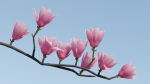 Magnolia 3D Model Low Poly