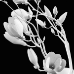 Magnolia flowers in vase