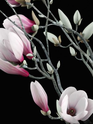 Magnolia flowers in vase