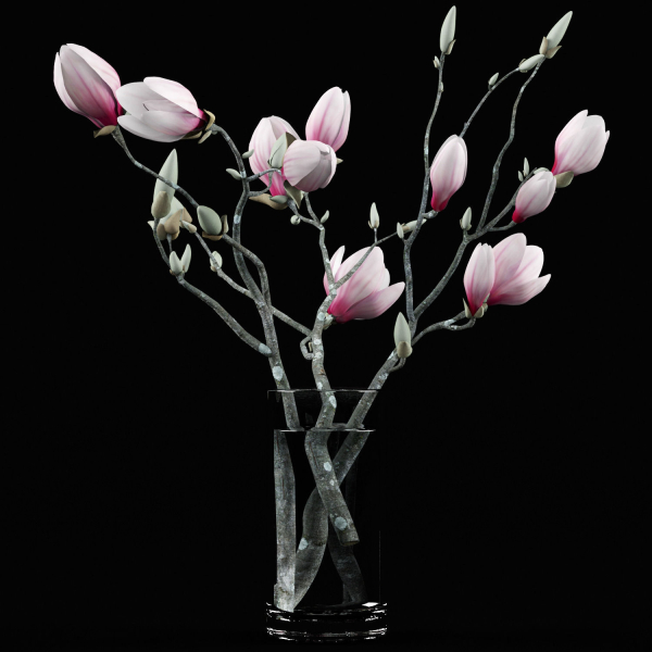 Magnolia flowers in vase