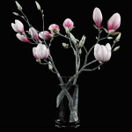 Magnolia flowers in vase