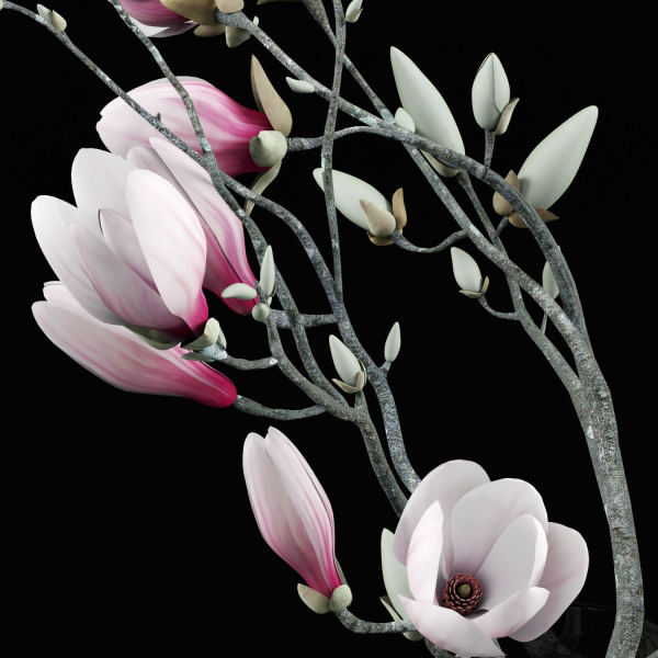 Magnolia flowers in vase