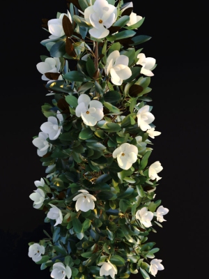 magnolia-grandiflora-3d-model-animated-max-fbx
