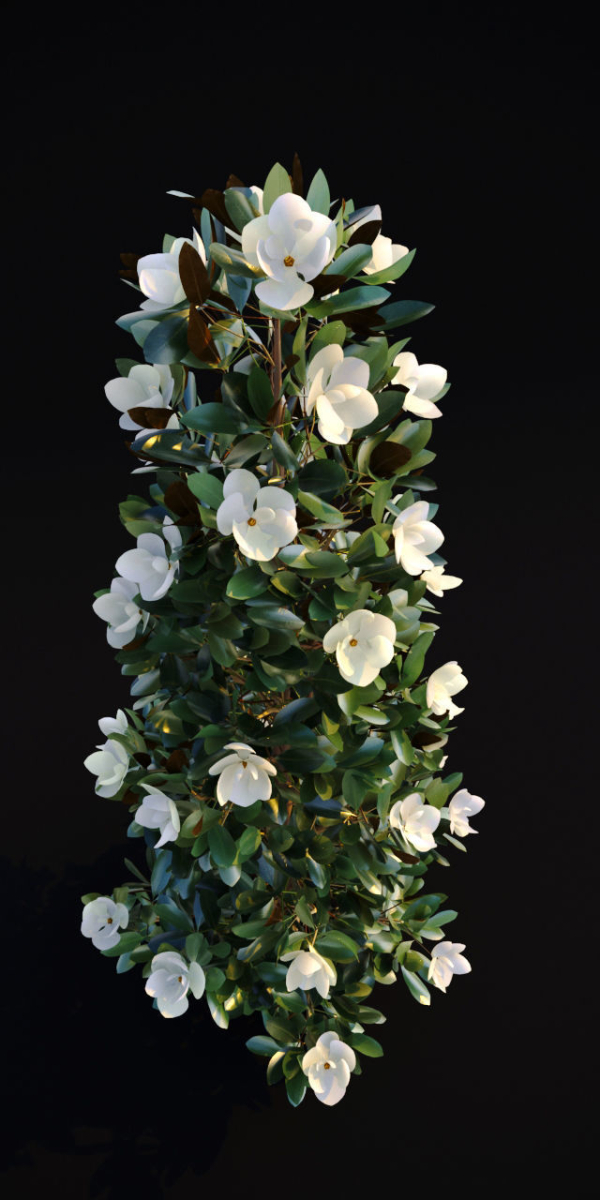 Magnolia Grandiflora