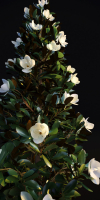 Magnolia Grandiflora