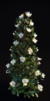 Magnolia Grandiflora