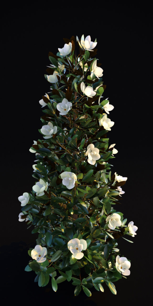 Magnolia Grandiflora