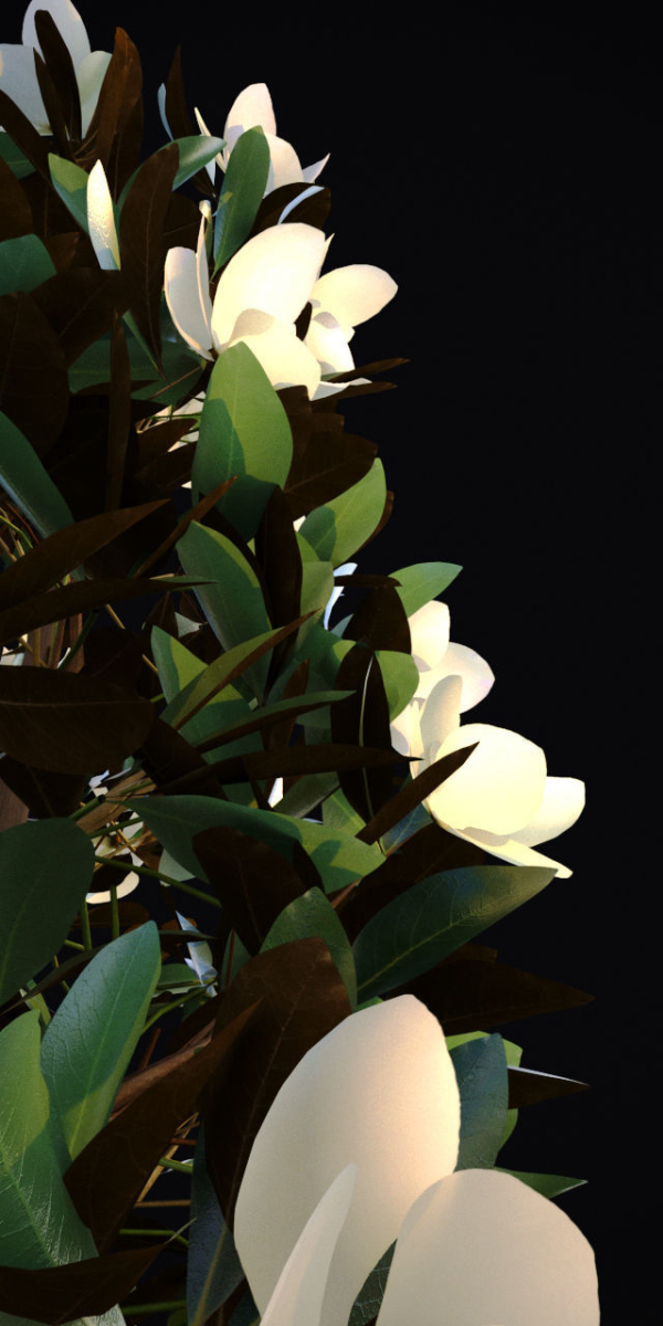 Magnolia Grandiflora