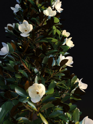 Magnolia Grandiflora
